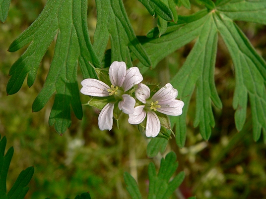 {Geranium carolinianum}